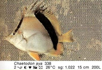 Chaetodon aya